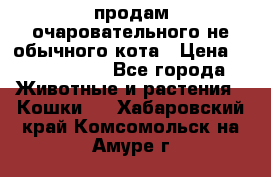 продам очаровательного не обычного кота › Цена ­ 7 000 000 - Все города Животные и растения » Кошки   . Хабаровский край,Комсомольск-на-Амуре г.